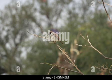 sparrow sitting on tree dry branch. Stock Photo
