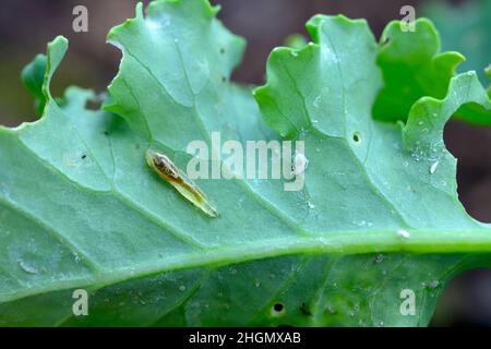 Wingless Cabbage aphid (Brevicoryne brassicae) - and larva of hoverflies (aphid-eating predator) under a kale leaf in the garden. Stock Photo