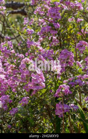 Water Blossom Pea (Podalyria calyptrata) with pink flowers in natural habitat in the Silvermine Nature Reserve, Western Cape of South Africa Stock Photo