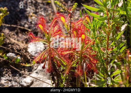 Three plants of the Sundew Drosera glabripes, a carnivorous plant, taken near Cape Town in the Western Cape of South Africa Stock Photo