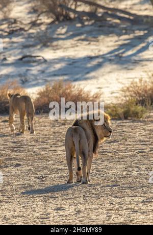 Male and female lion in the Kgalagadi