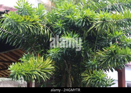 Beautiful dracaena tree in the garden. Family Asparagaceae, Subfamily Nolinoideae Stock Photo