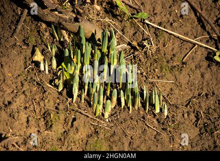 Spring flowers, such as these daffodils start to send out shoots during the winter in preparation for the coming growing season. Stock Photo