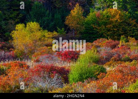 At the edge of a wetland and upland meadow a thicket has developed providing wildlife habitat in Pennsylvania’s Pocono Mountans. Stock Photo