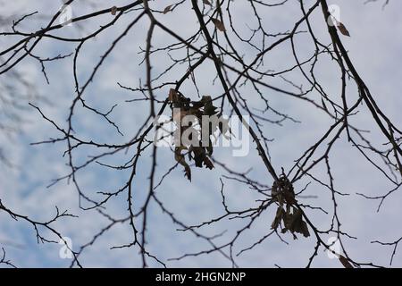 Dry brown leaves hanging on the tree against the blue sky. Stock Photo