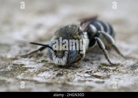Frontal closeup on a blue eyed male spined mason bee, Osmia spinulosa in Gard, France Stock Photo