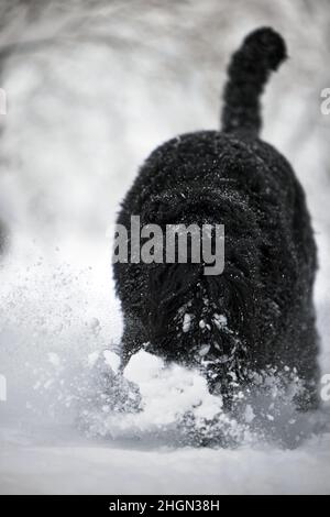 Happy black long-haired dog in the snow. The big dog is glad of the snow. A black dog in the snow. Russian black terrier walking in a snowy park. What Stock Photo