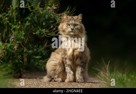 Close up of a long haired domestic cat outdoors in summer, UK. Stock Photo