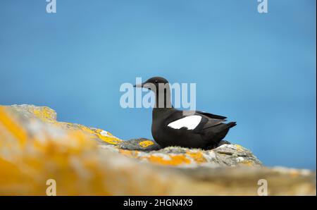 Close-up of a Black guillemot perched on a rocky coast of Shetland Islands, UK. Stock Photo