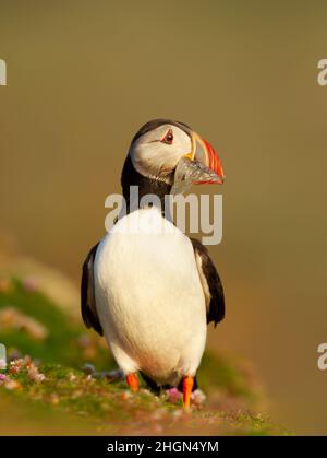 Close up of Atlantic puffin with sand eels in summer, UK. Stock Photo