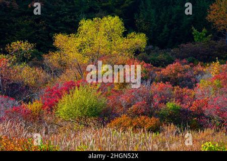 At the edge of a wetland and upland meadow a thicket has developed providing wildlife habitat in Pennsylvania’s Pocono Mountans. Stock Photo