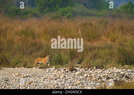 A tigress walks on the Ramganga riverbed with a view of the habitat around Stock Photo