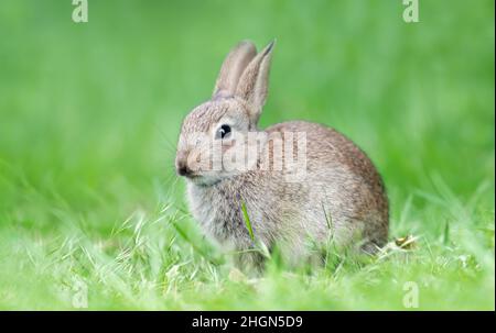 Close up of a rabbit  sitting in green grass, UK. Stock Photo