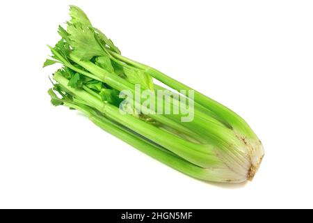 Bio fresh green celery, bunch celery stalk with leaves isolated on a white background with clipping path. Stock Photo