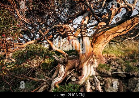Gnarled and colourful Snow Gums in Australia's High Country. Stock Photo