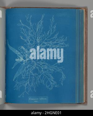 Ceramium rubrum, var. ca. 1853 Anna Atkins British. Ceramium rubrum, var.. Anna Atkins (British, 1799–1871). ca. 1853. Cyanotype. Photographs Stock Photo