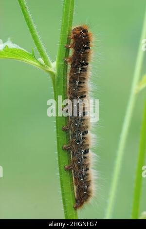 Vertical closeup on the large caterpillar of Oak Eggar moth, Lasiocampa quercus, hanging on a grass straw Stock Photo