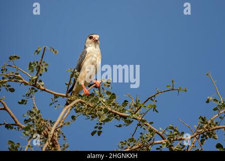Pygmy Falcon - Polihierax semitorquatus, small beautiful bird of prey from African savannahs and bushes, Taita hills, Kenya. Stock Photo