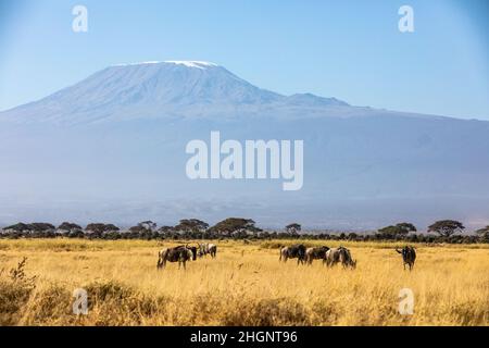 KENYA - AUGUST 16, 2018: Wildebeest in front of Mount Kilimanjaro Stock Photo