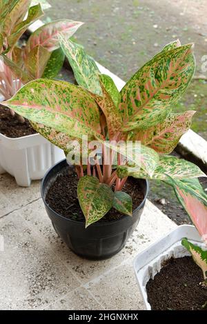 Aglaonema bigroy or aglaonema lulaiwan clumps in the pot. This ornamental plant is booming in Indonesia. Sri fortune, Chinese evergreen, sri rejeki Stock Photo