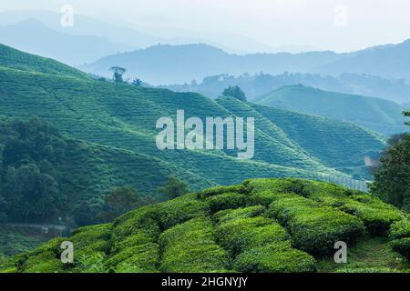 Hills planted with tea plantation in Cameron Highlands, Malaysia Stock Photo