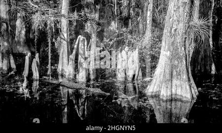 Infrared Red iamge along Loop Road in Big Cypress National Preserve in Florida USA Stock Photo