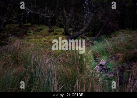 A dark forest in Ireland, the wet soil  is covered with green moss. A small well rises at the bottom right Stock Photo