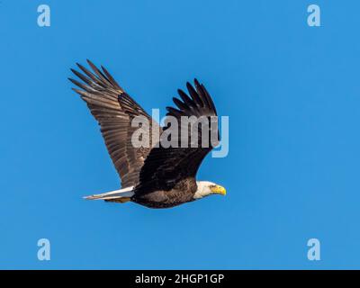 Bald Eagle flying over Myakka River State Park in Sarasota Florida USA Stock Photo