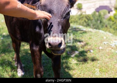 Human hand strokes head of young brown bull or cow. A chocolate colored calf grazes in shade of trees on hot summer day. Caring for domestic animals Stock Photo
