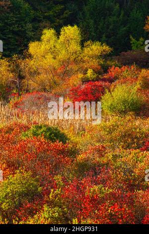 At the edge of a wetland and upland meadow a thicket has developed providing wildlife habitat in Pennsylvania’s Pocono Mountans. Stock Photo