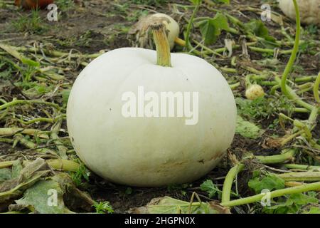 Cucurbita maxima 'Polar Bear' large pumpkin variety growing in a pumpkin patch. UK Stock Photo