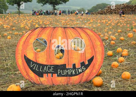 Pumpkin patch. Picking pumpkins UK. Members of the public visit a pumpkin farm to pick their own fruit for Halloween celebrations in October. UK Stock Photo