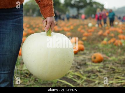 Pumpkins. Woman picking large white 'Polar Bear' pumpkin (cucurbita maxima) at a UK pumpkin farm for Halloween celebrations in October. UK Stock Photo