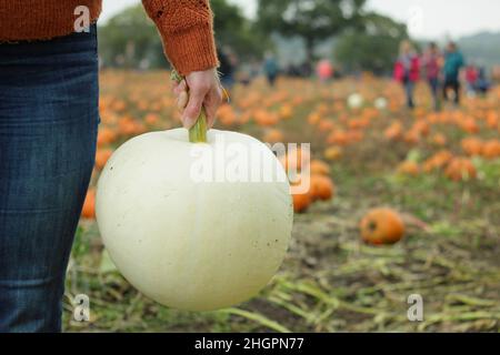 Pumpkin picking UK. Woman picking large white 'Polar Bear' pumpkin (cucurbita maxima) in a pumpkin field in autumn. October. UK Stock Photo