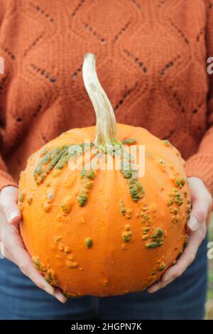Woman holding freshly picked 'Goosebumps' pumpkin at a UK pumpkin farm ahead of Halloween celebrations. Cucurbita pepo. Stock Photo