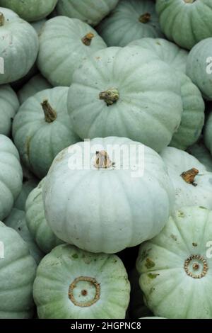 Cucurbita pep 'Crown Prince winter squash displaying distinctive grey green skin. UK Stock Photo