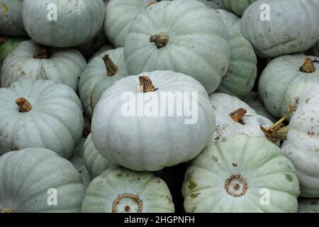 Cucurbita pep 'Crown Prince winter squash displaying distinctive grey green skin. UK Stock Photo