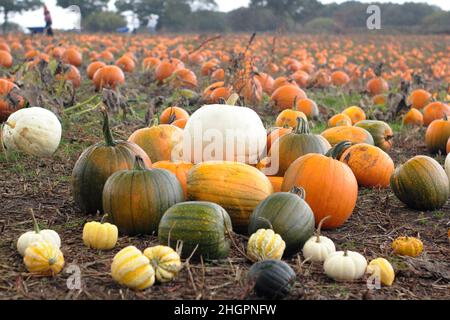 Pumpkin patch. Pumpkin varieties including Jack O Lantern, Polar Bear, Goosebumps, Casperita and Gold Speck at a UK pumpkin farm in October. UK Stock Photo