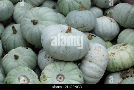 Cucurbita pep 'Crown Prince winter squash displaying distinctive grey green skin. UK Stock Photo