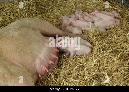 Sow and her piglets.  Litter of piglets feeding from their mother pig on a UK farm. Stock Photo