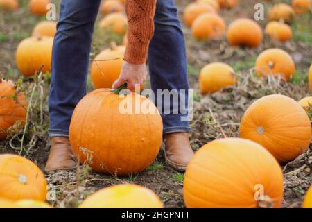 Pumpkin. Woman holding large Jack O Lantern pumpkin at a UK pumpkin patch ahead of Halloween celebrations in October. UK Stock Photo