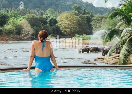 Woman relaxing in swimming pool and watching a Herd of Young elephants in river water hosing in Pinnawala Elephant Orphanage. Stock Photo