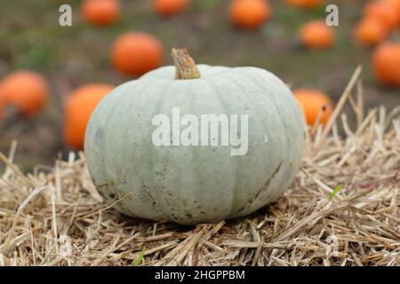 Cucurbita pep 'Crown Prince winter squash displaying distinctive grey green skin. UK Stock Photo