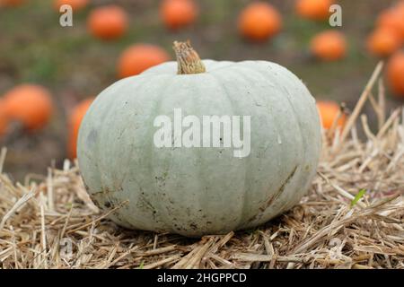 Cucurbita pep 'Crown Prince winter squash displaying distinctive grey green skin. UK Stock Photo