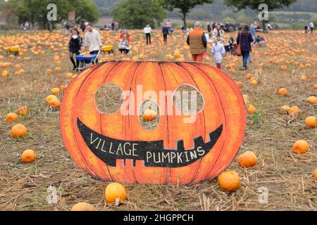 Pumpkin patch. Members of the public visit a pumpkin farm to pick their own fruit for Halloween celebrations in October. UK Stock Photo