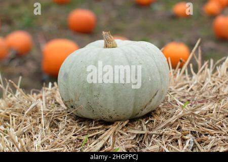 Cucurbita pep 'Crown Prince winter squash displaying distinctive grey green skin. UK Stock Photo