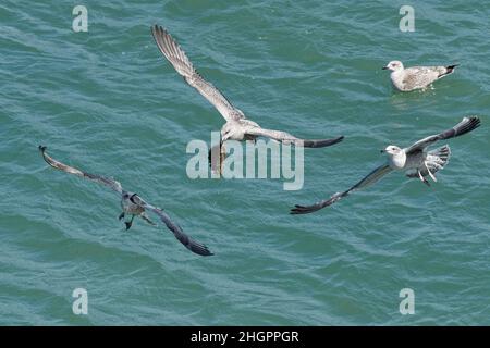 Great black-backed gull (Larus marinus) juvenile flying over the sea with the recently moulted shell of a Spiny spider crab (Maja squinado), Wales, UK. Stock Photo