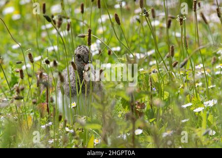 Oystercatcher (Haematopus ostralegus) chick calling to a parent on lake shore grassland, Gloucestershire, UK, May. Stock Photo