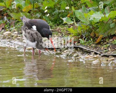 Oystercatcher (Haematopus ostralegus) parent offering a small worm to a chick on a lake margin, Gloucestershire, UK, May. Stock Photo