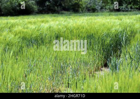 Barley yellow dwarf (BYD) is a plant disease caused by the barley yellow dwarf virus (BYDV), and is the most widely distributed viral disease of cerea Stock Photo